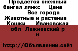 Продается снежный бенгал(линкс) › Цена ­ 25 000 - Все города Животные и растения » Кошки   . Ивановская обл.,Лежневский р-н